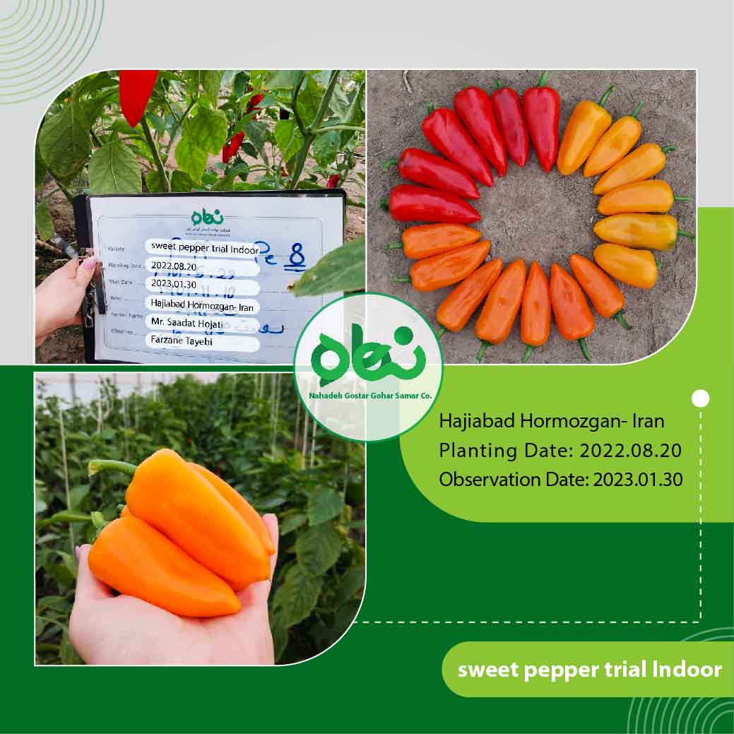 Sweet Pepper Trial Indoor